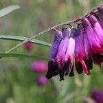 Vicia sicula Blüte