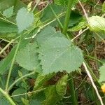 Sida cordata Frunză