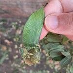 Platypodium elegans Fruit