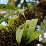 Bulbophyllum cylindrobulbum 整株植物