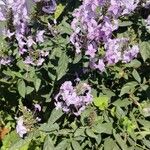 Pseuderanthemum grandiflorum Flor