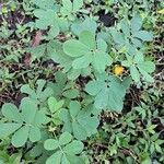 Cassia obtusifolia Leaf