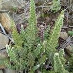 Cosentinia vellea Likasa