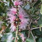 Barringtonia racemosa Fiore
