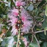 Barringtonia racemosa 花