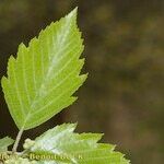 Karpatiosorbus remensis Foglia