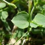 Drymaria cordata Leaf