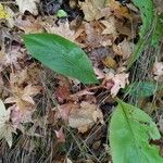 Andersonglossum virginianum Folha