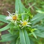 Symphyotrichum puniceum Flower