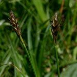 Carex macrostylos Altro