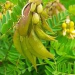 Astragalus penduliflorus ഫലം