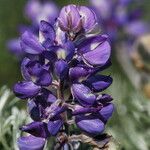 Lupinus chamissonis ᱵᱟᱦᱟ