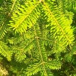 Abies balsamea 叶