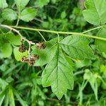 Rhus aromatica Leaf