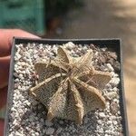 Astrophytum capricorne 葉