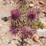 Ptilostemon hispanicus Flower