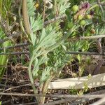 Fumaria gaillardotii Leaf