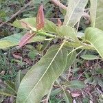 Ficus ingens Habit