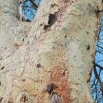 Vachellia xanthophloea Bark