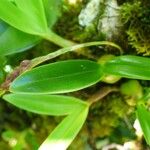 Bulbophyllum densum Flor