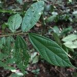 Duboscia macrocarpa Hoja
