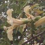 Ceiba chodatii Flower