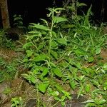 Caperonia palustris Habit