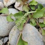 Cyathula prostrata Blatt