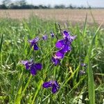 Delphinium consolida Vekstform