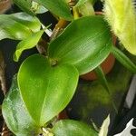 Dendrobium eximium Φύλλο