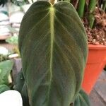 Philodendron melanochrysum List