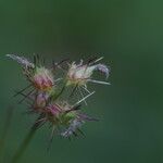 Cenchrus echinatus Flower