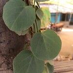 Cissus rotundifolia Blad