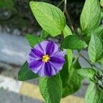 Solanum aviculare Λουλούδι