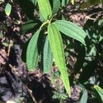 Boehmeria penduliflora Foglia