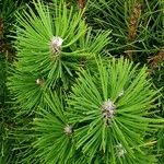 Pinus mugo Fuelha