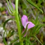 Misopates orontiumFlor