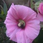 Hibiscus syriacus花