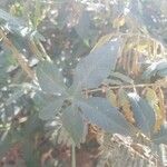 Merremia pterygocaulos Leaf