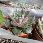 Echeveria purpusiorum Folha