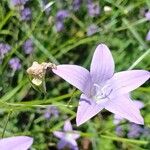 Campanula patula Flower