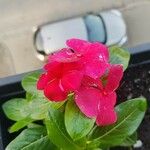 Catharanthus roseusFloro