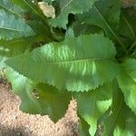 Parthenium integrifolium Leaf