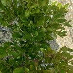 Gaylussacia baccata Leaf
