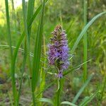 Dactylorhiza majalis Fula