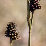 Carex norvegica