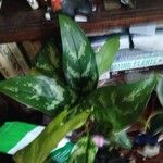 Aglaonema commutatumLehti