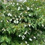 Mussaenda frondosa Leaf