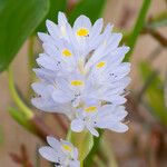 Pontederia rotundifolia Кветка