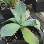 Agave parryi 树皮